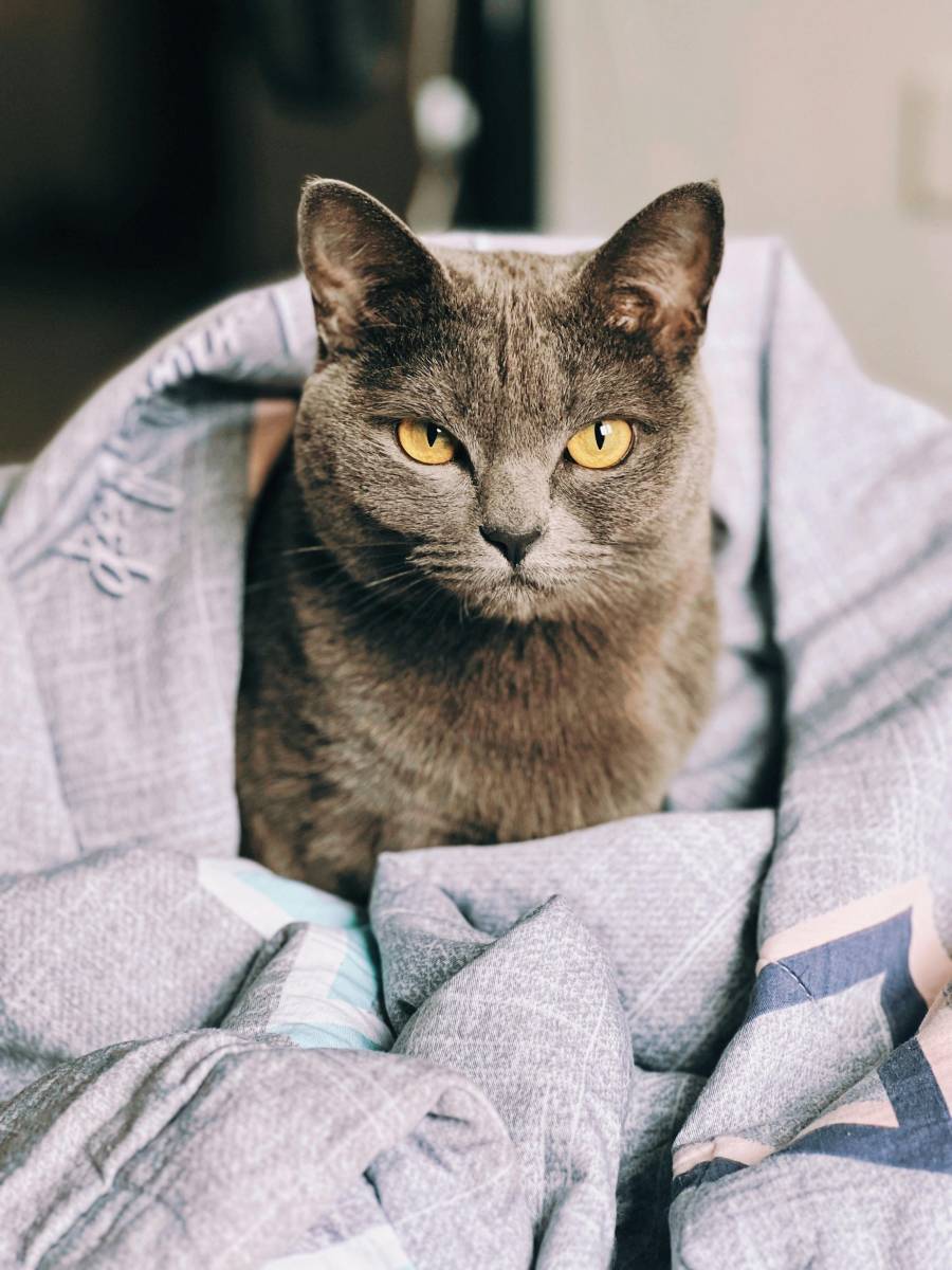 Améliorer le confort de ma maison avec une bonne isolation thermique en toiture à Dax dans les Landes